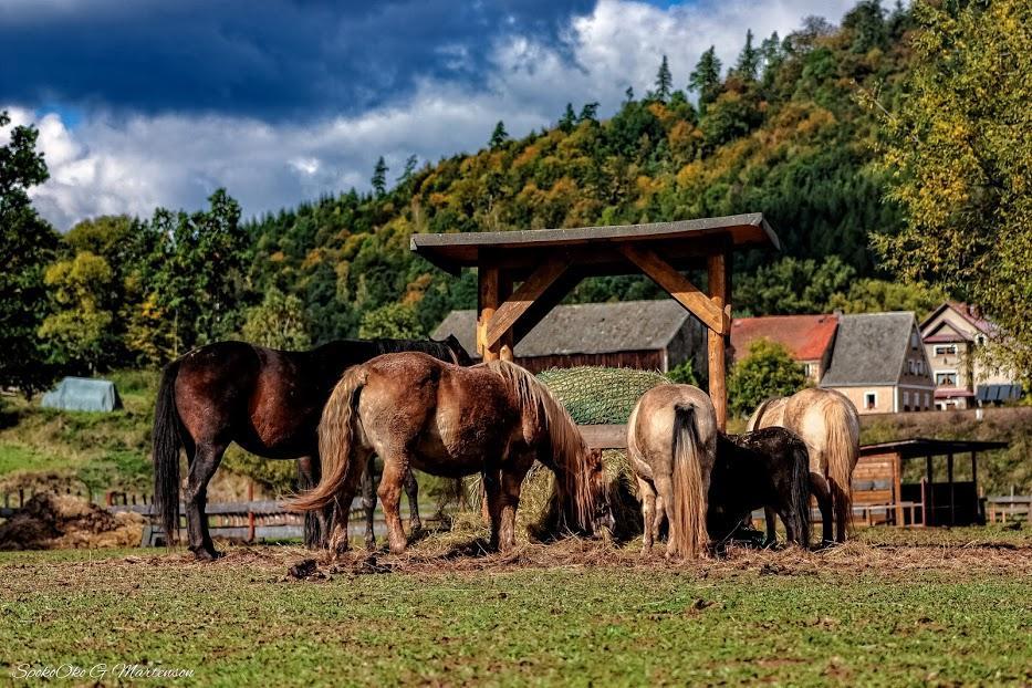 Wsiowa Chata Scinawka Gorna Экстерьер фото